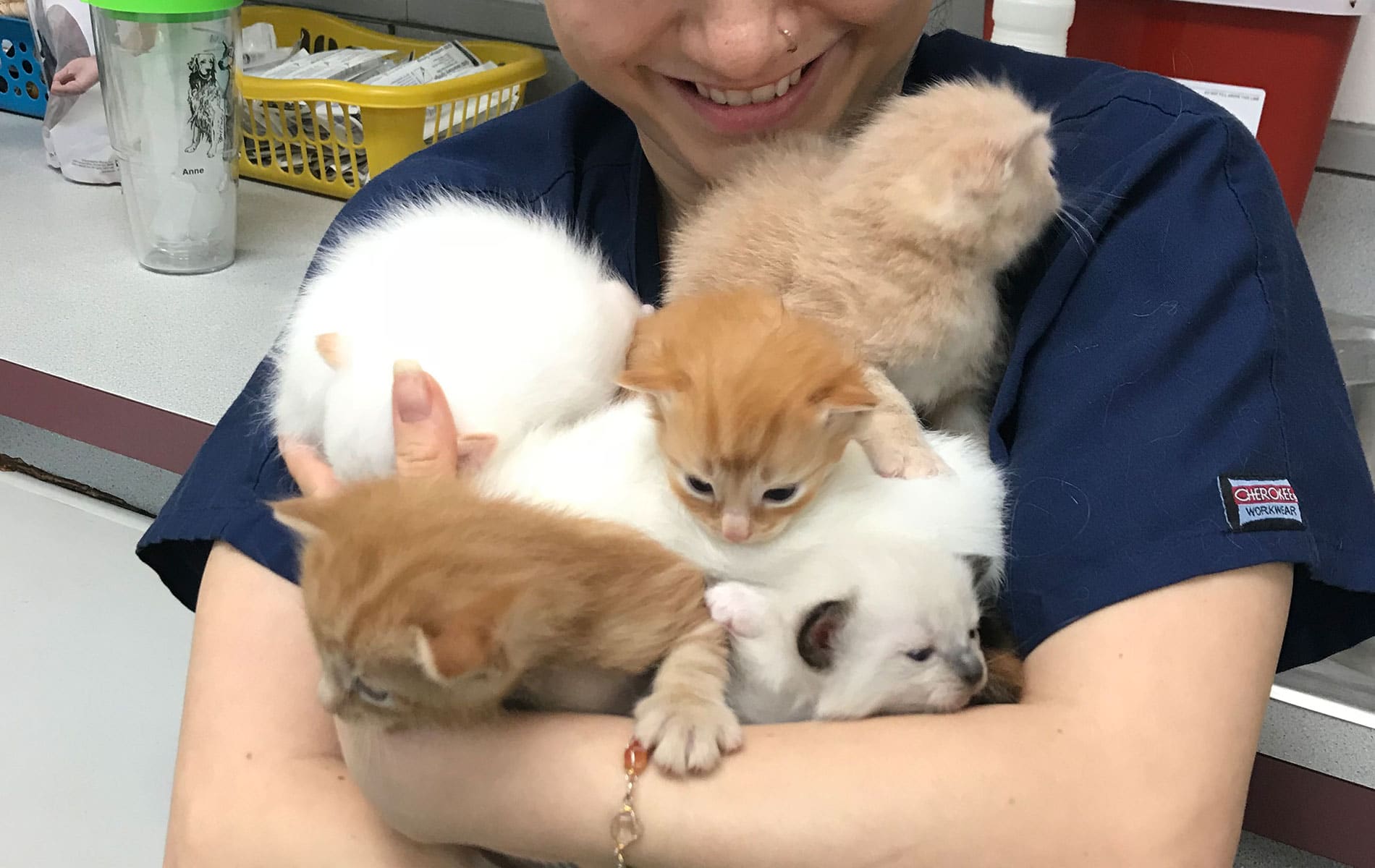 available-cats-for-adoption-in-gahanna-oh-gahanna-animal-hospital