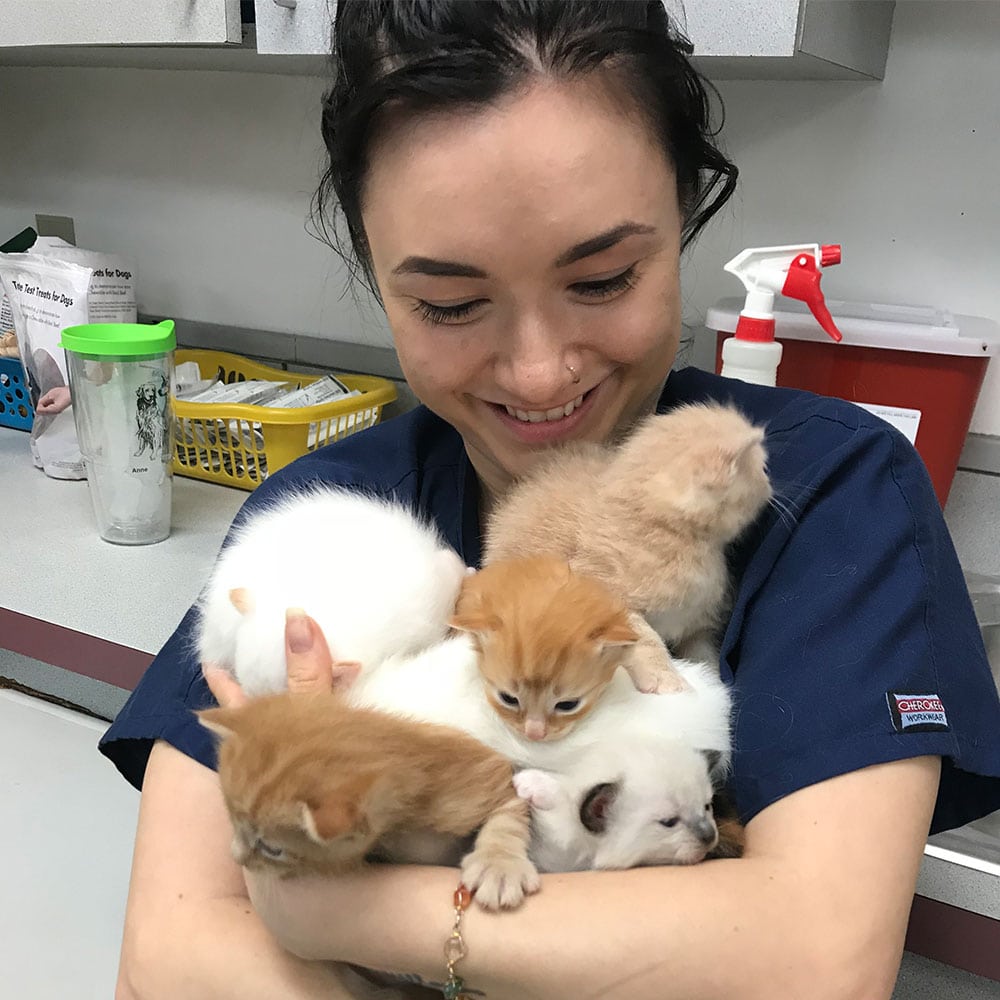 cat-adoptions-gahanna-animal-hospital