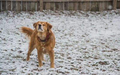 Heartworm Prevention In The Winter