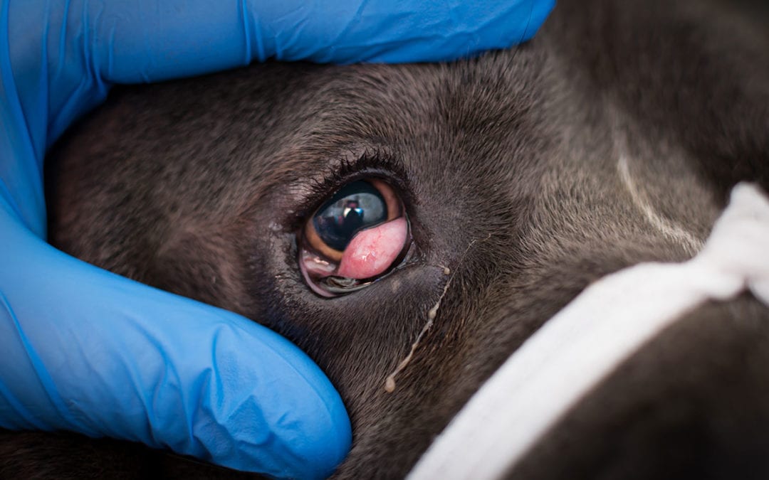 Featured image of post Flipped Eyelids In Dogs Dogs with lagophthalmos need to have a healthy third eyelid