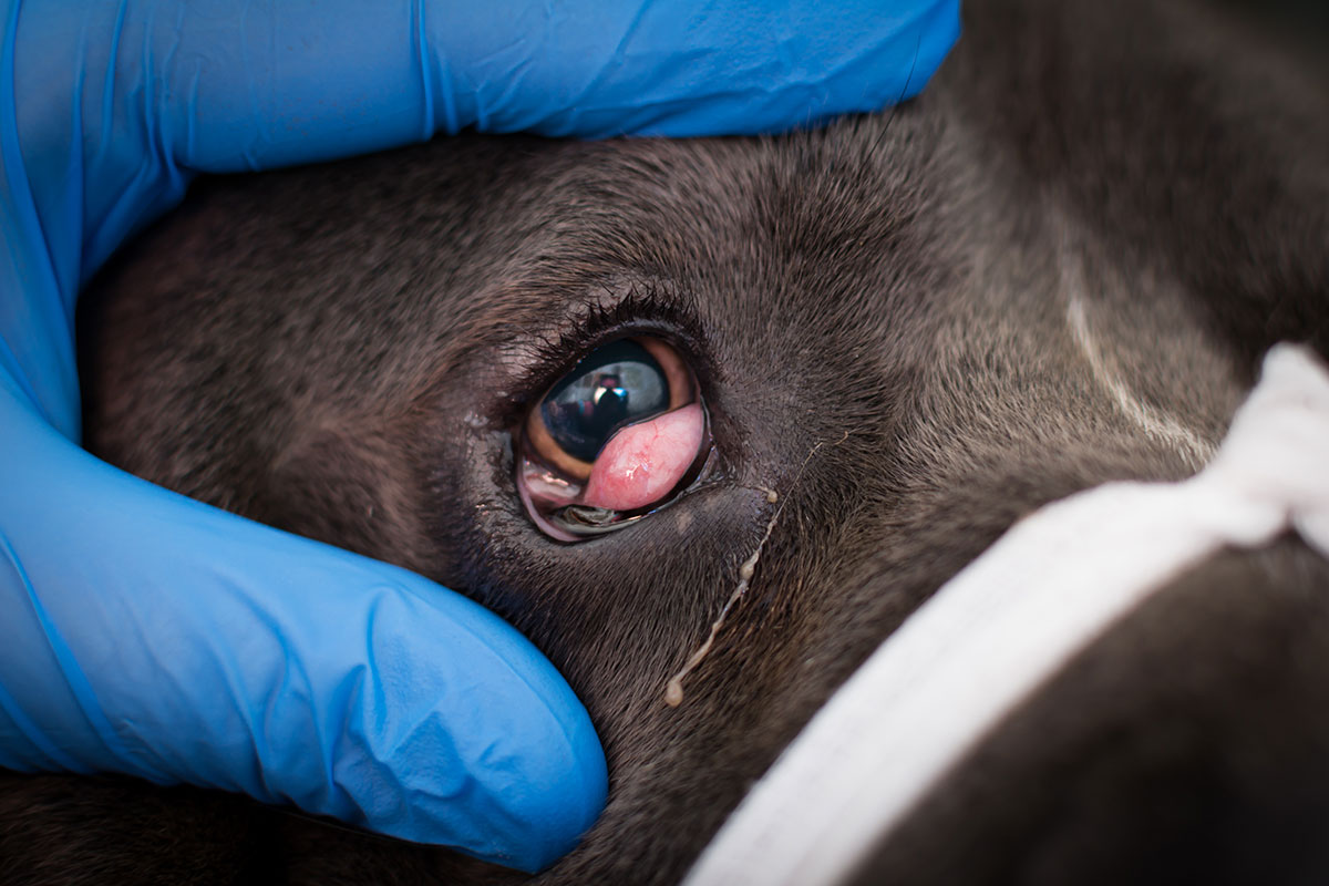 Eye drops for shop dogs cherry eyes