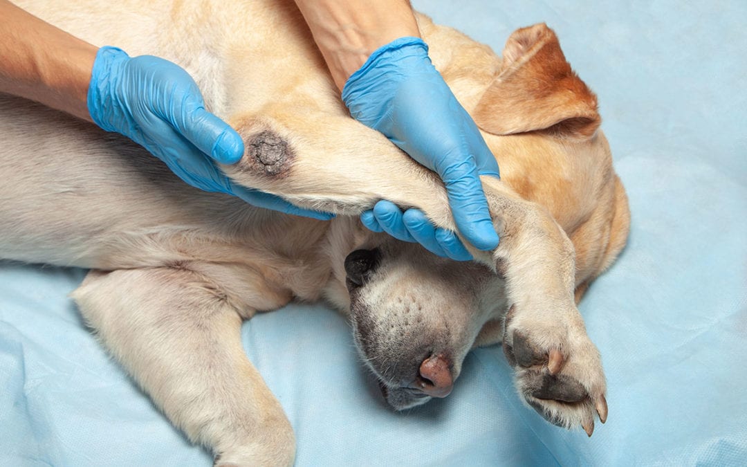 Should Cysts On Dogs Be Removed