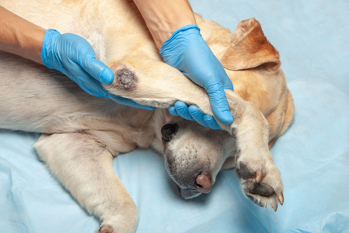 what does a cyst look like on a dogs leg