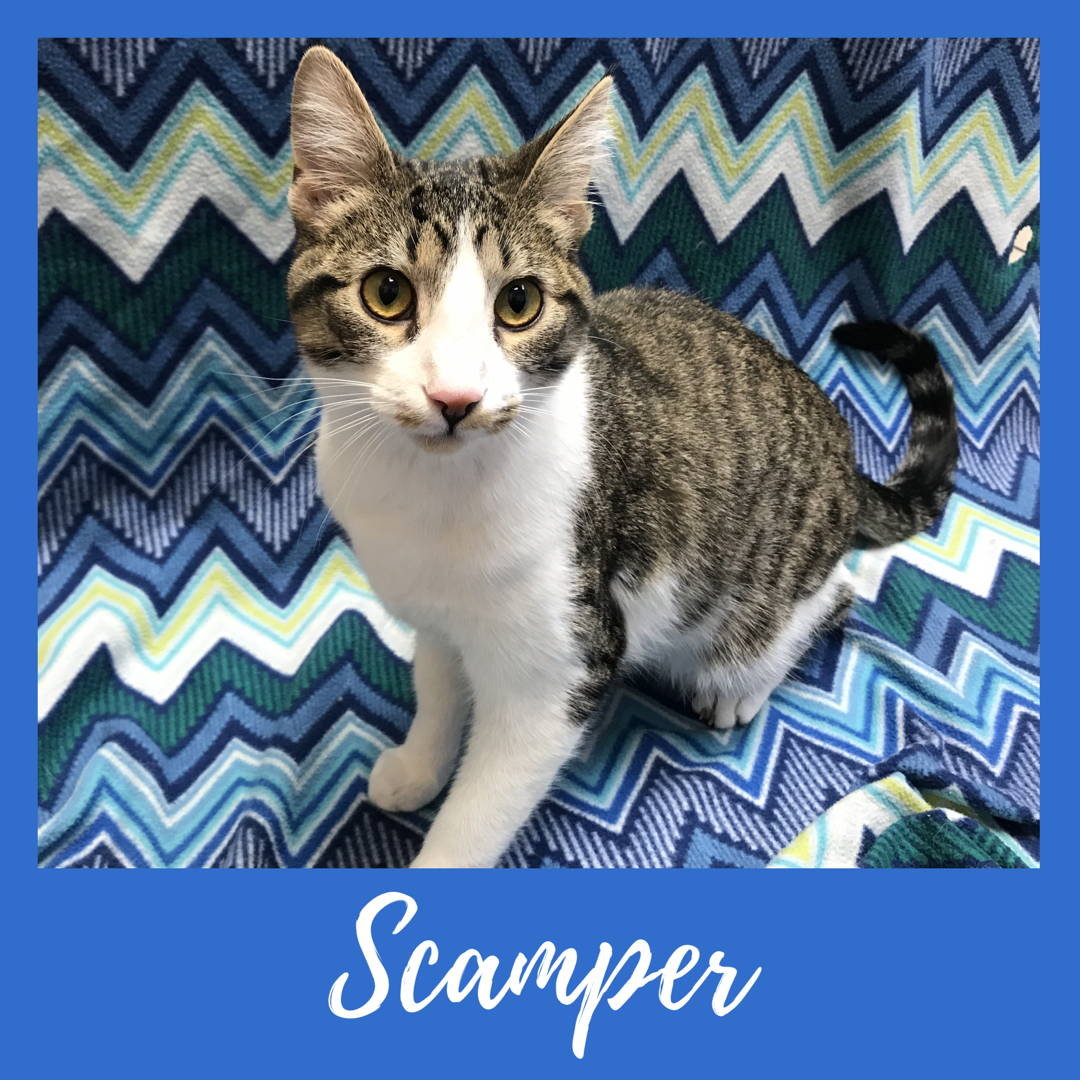 Scamper
