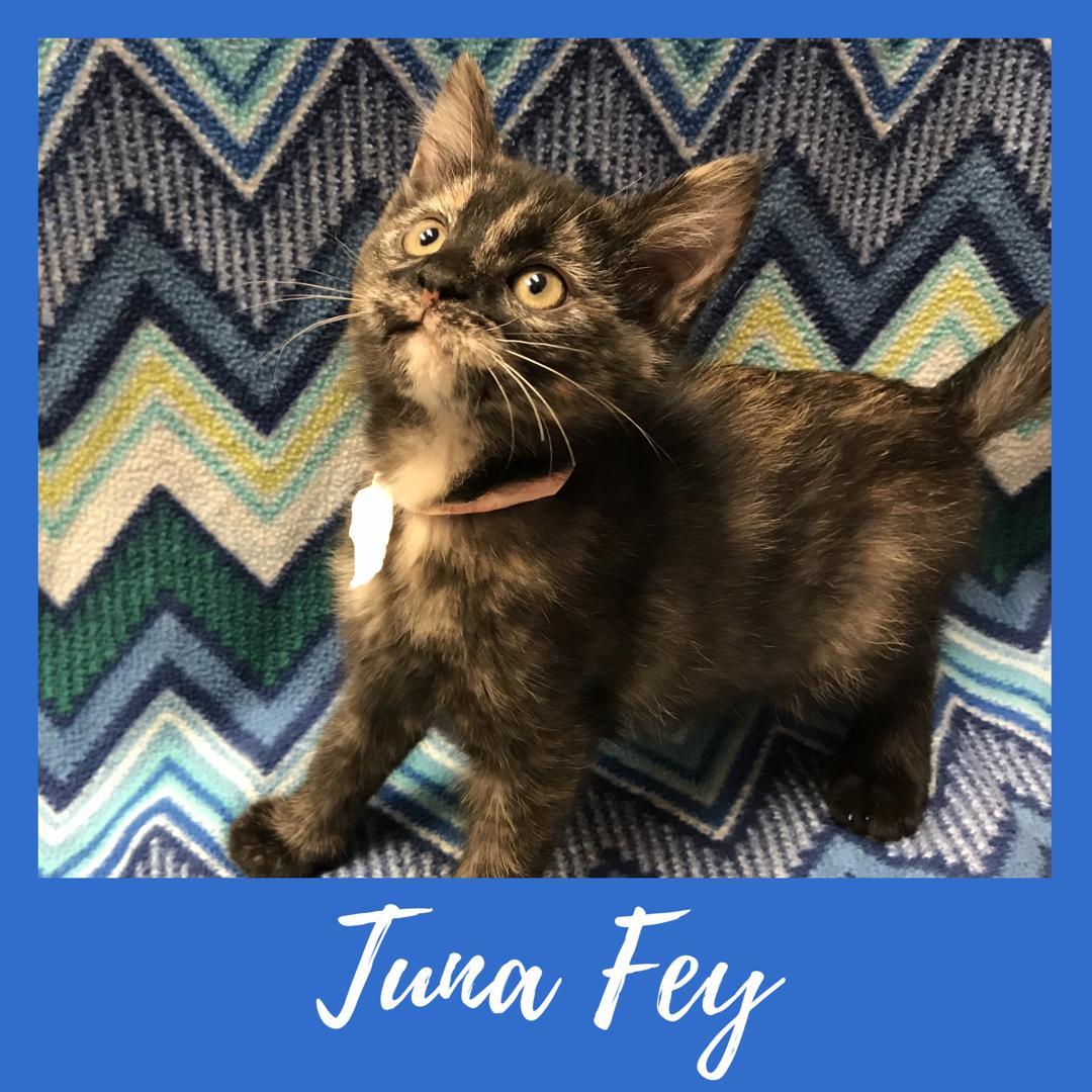 Tuna Fey
