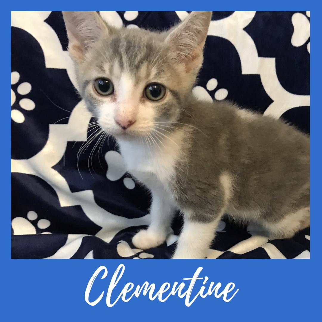 Clementine