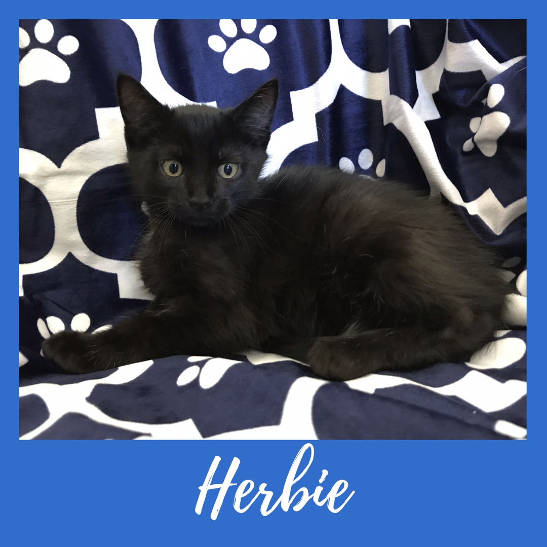 Herbie