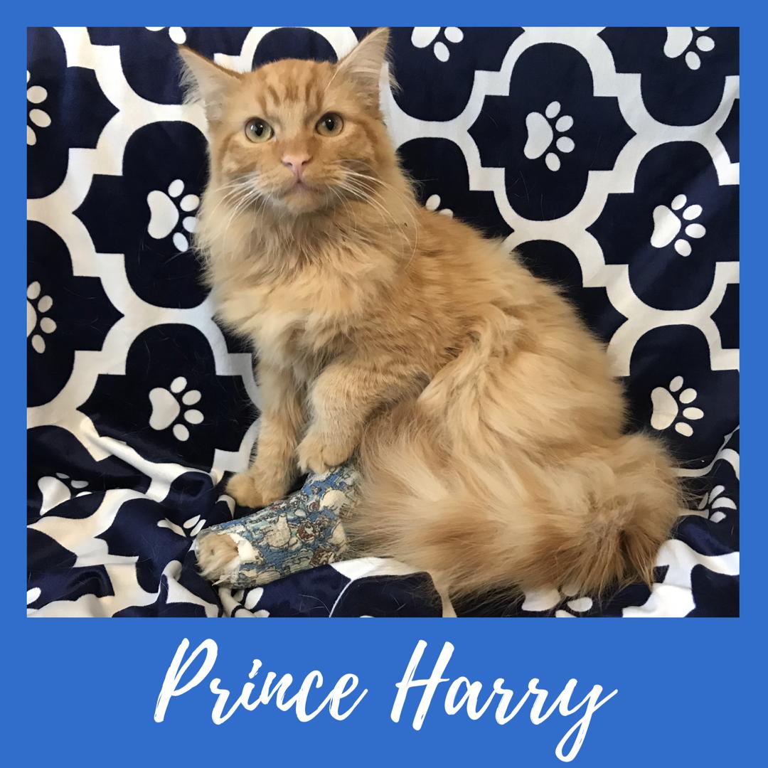 Prince Harry