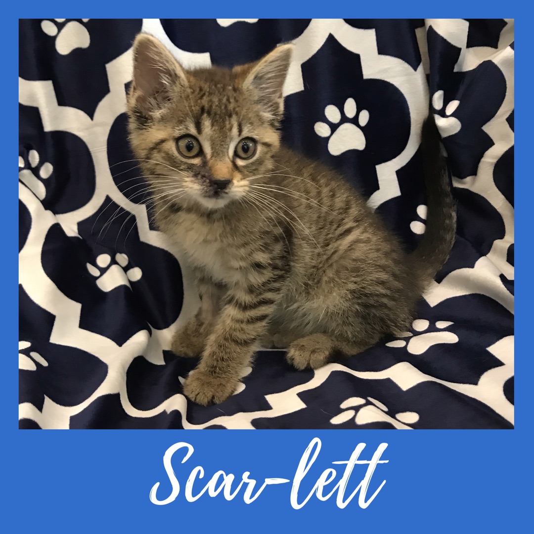Scar-Lett