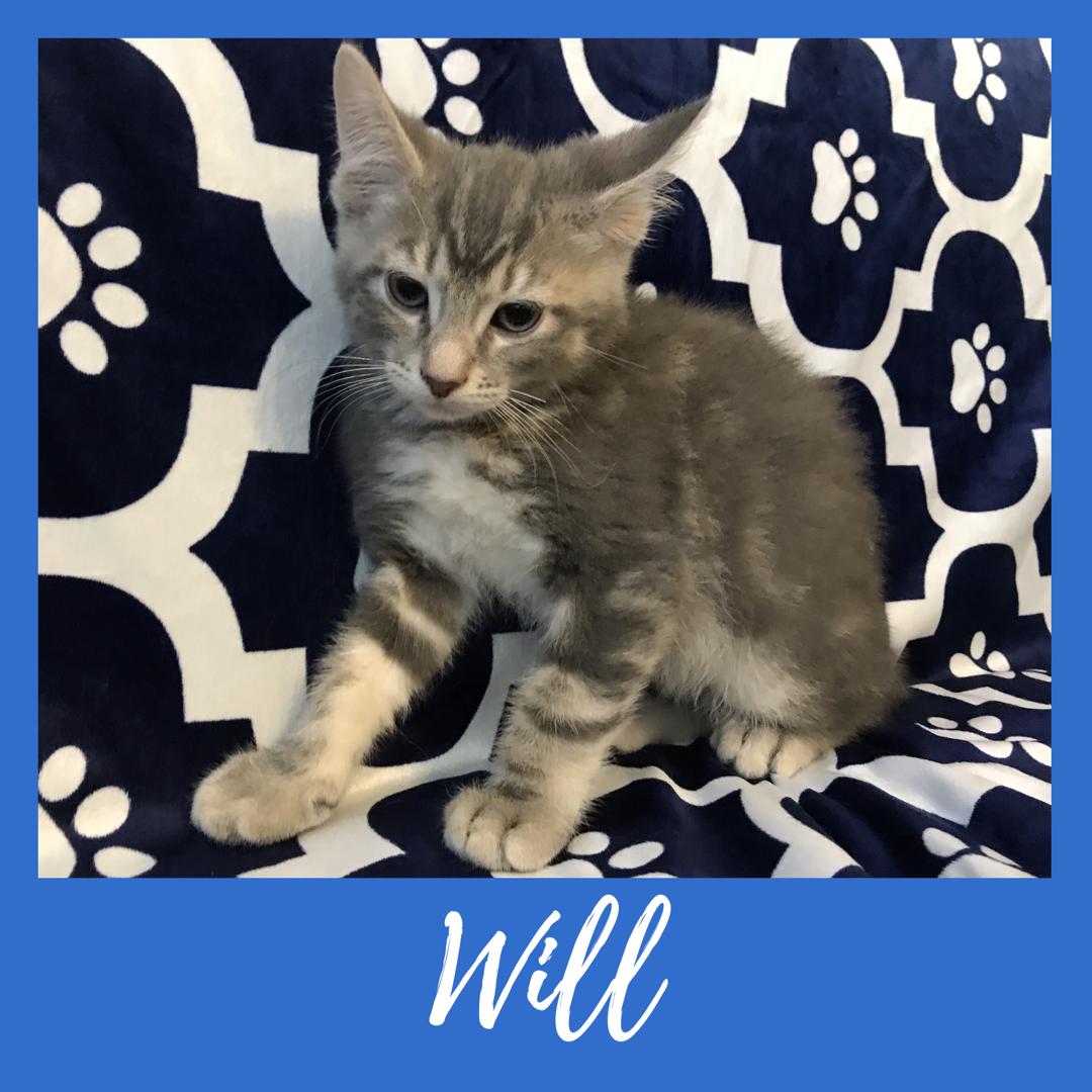 Will