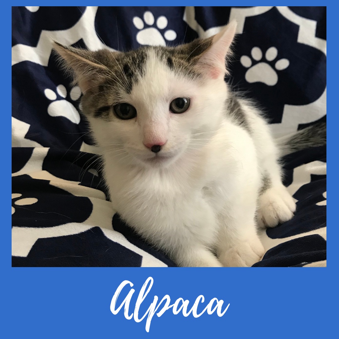 Alpaca