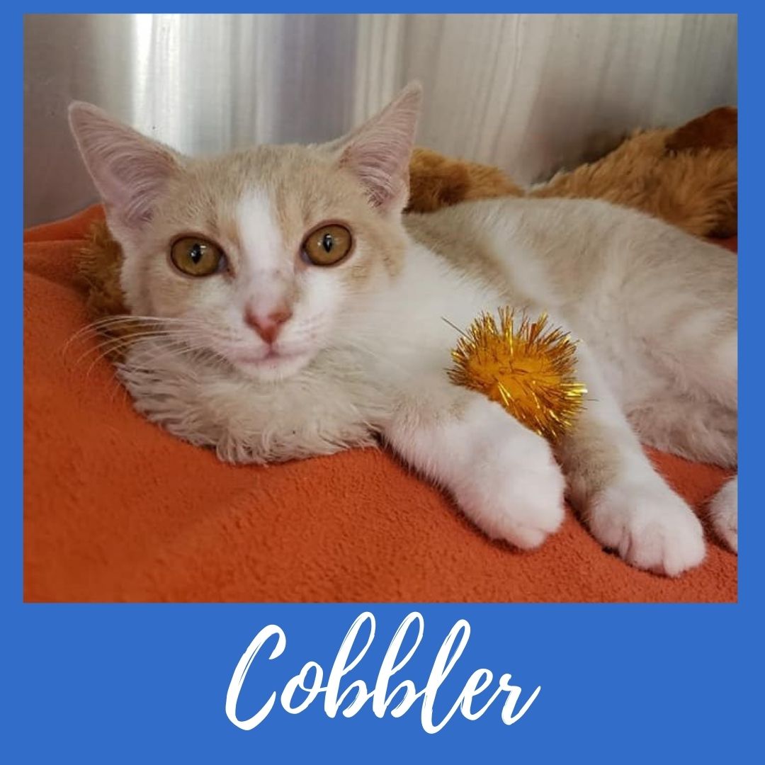 Cobbler