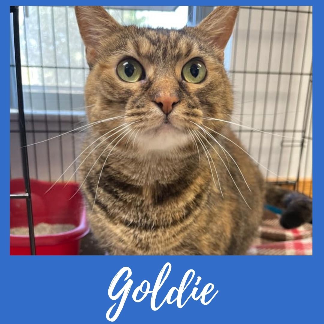 Goldie