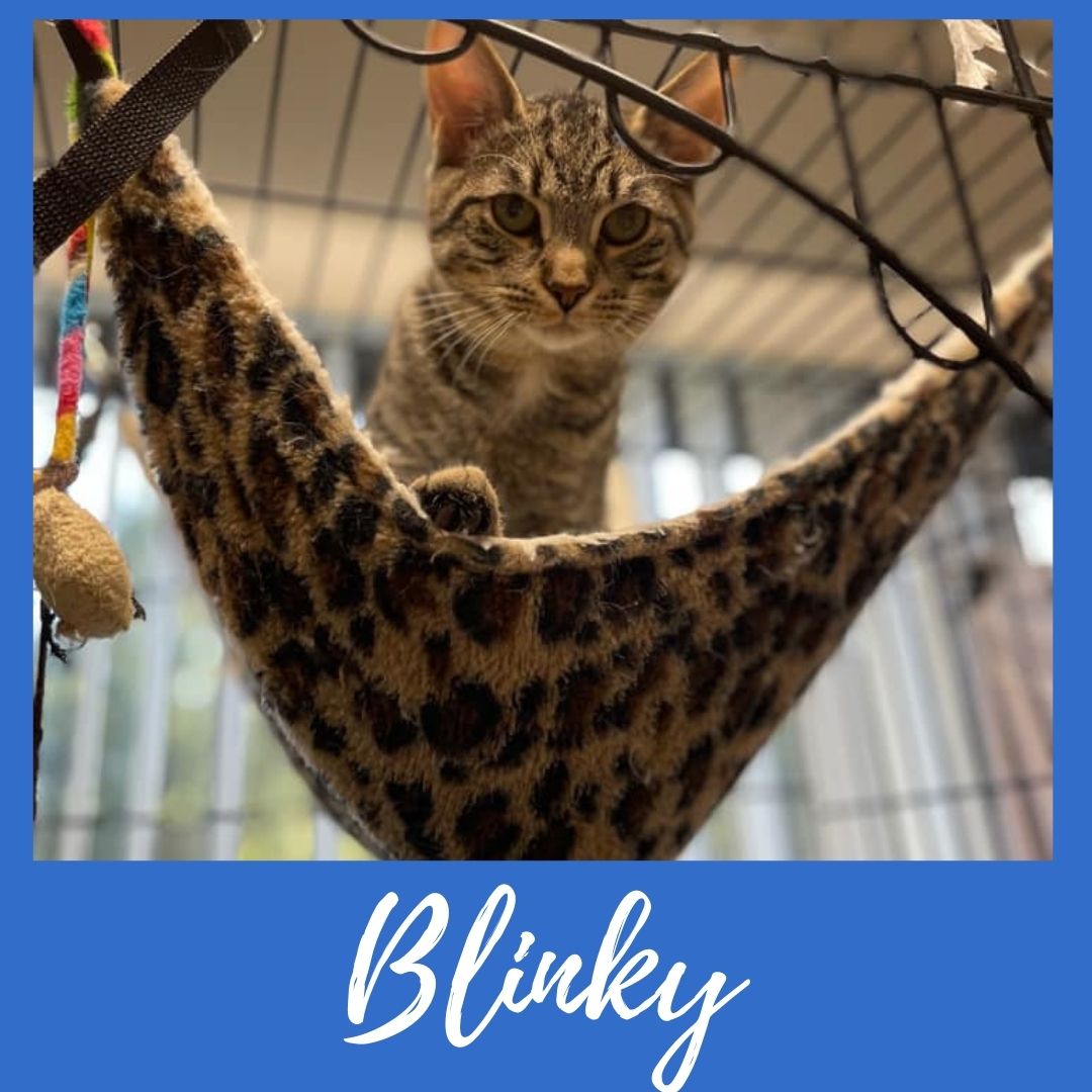 Blinky