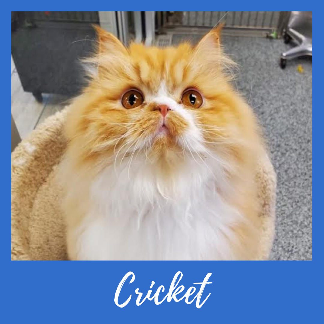 Cricket