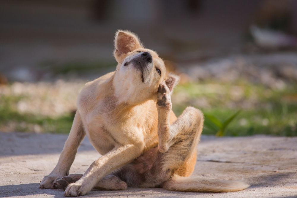 A dog sits on the ground, head held high