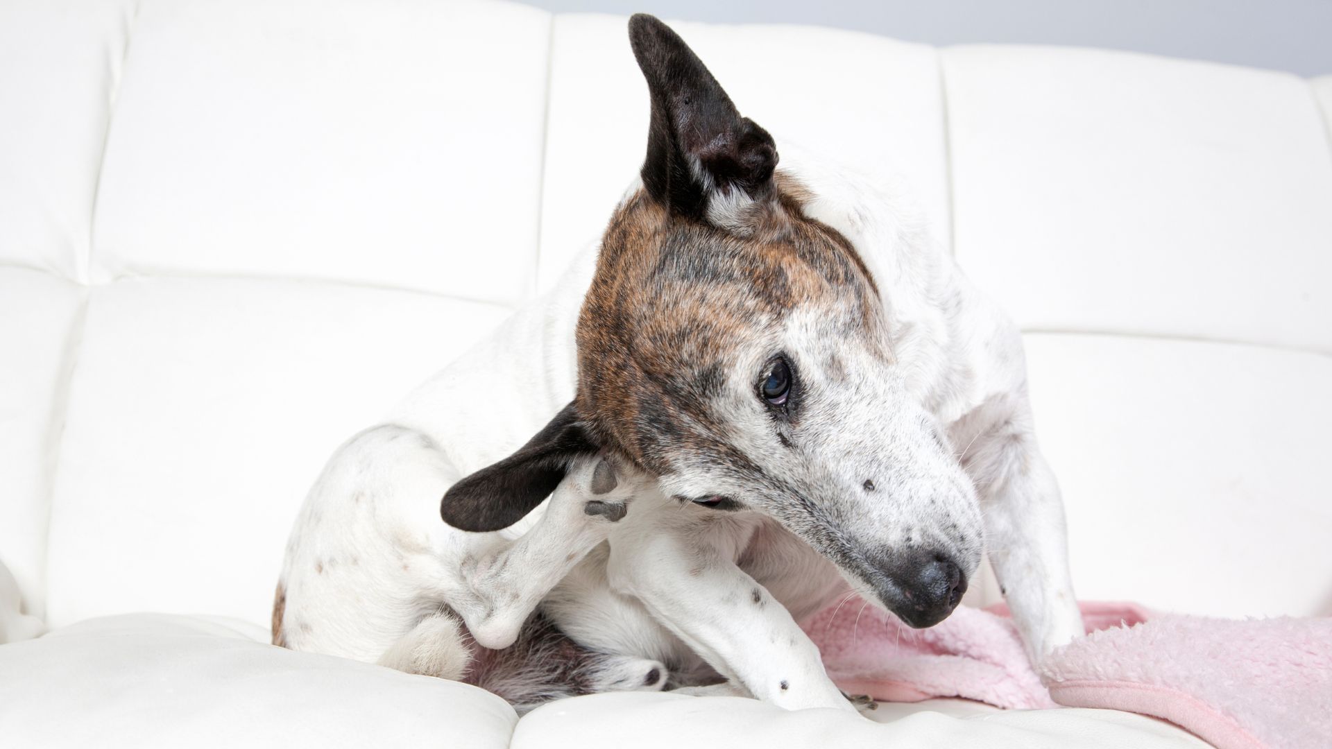 A dog comfortably seated on a white couch