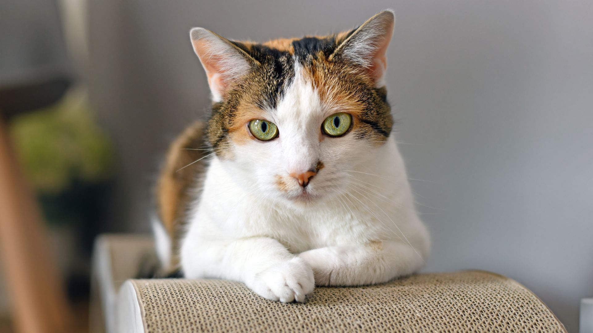 A cat comfortably seated on a scratching post