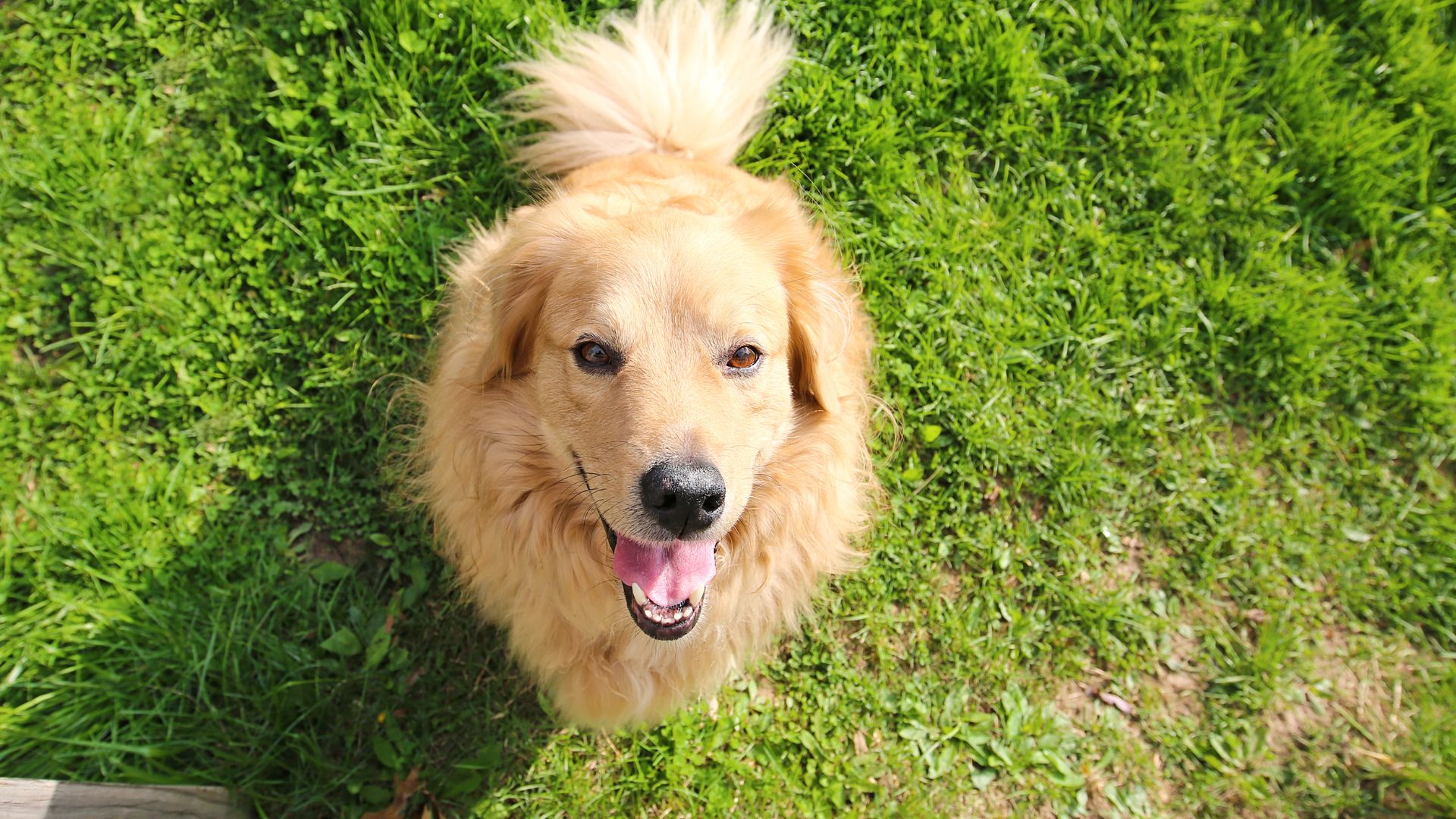 A dog stands in a lush green field