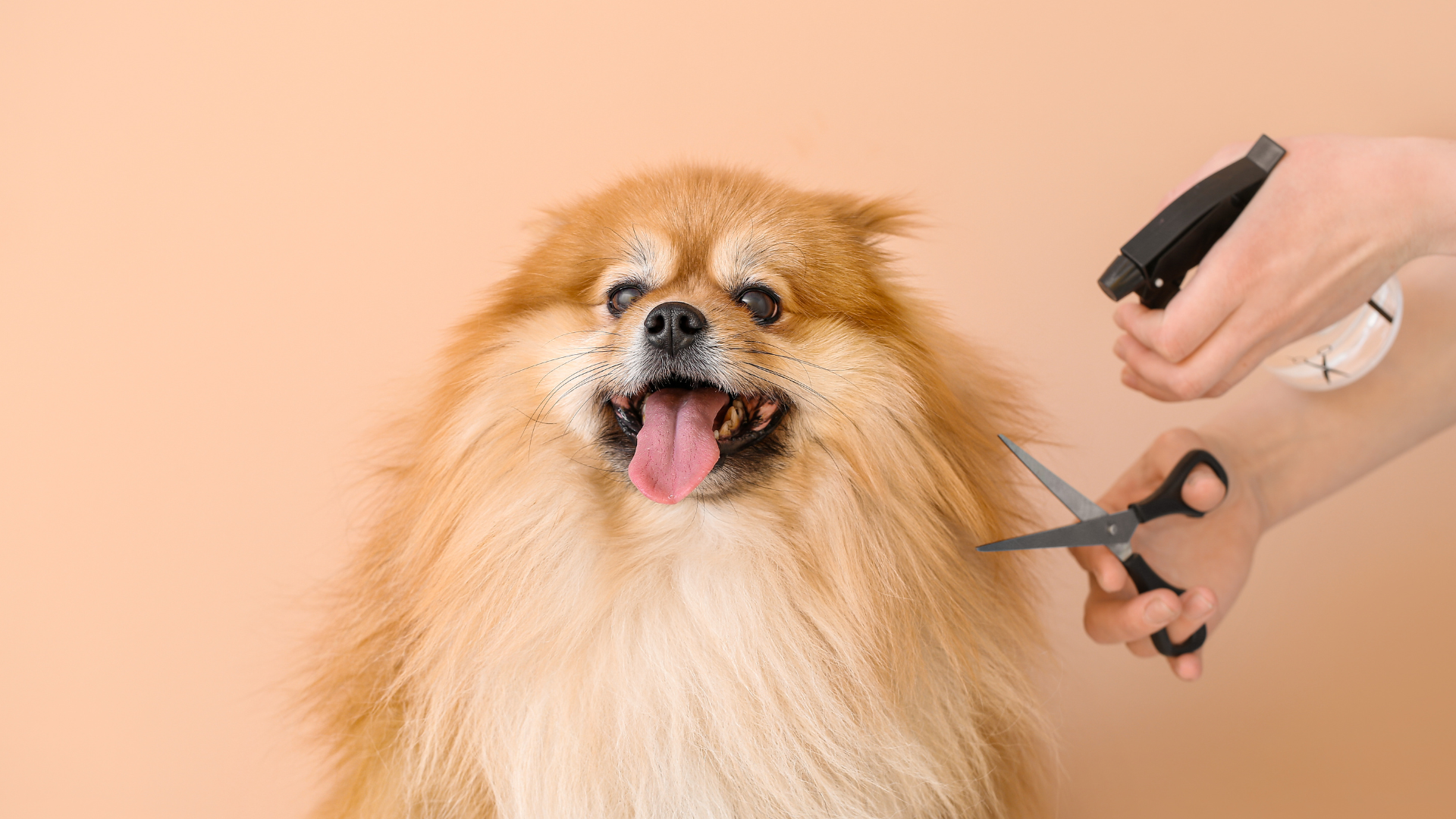 A person carefully trimming a dog's fur with scissors