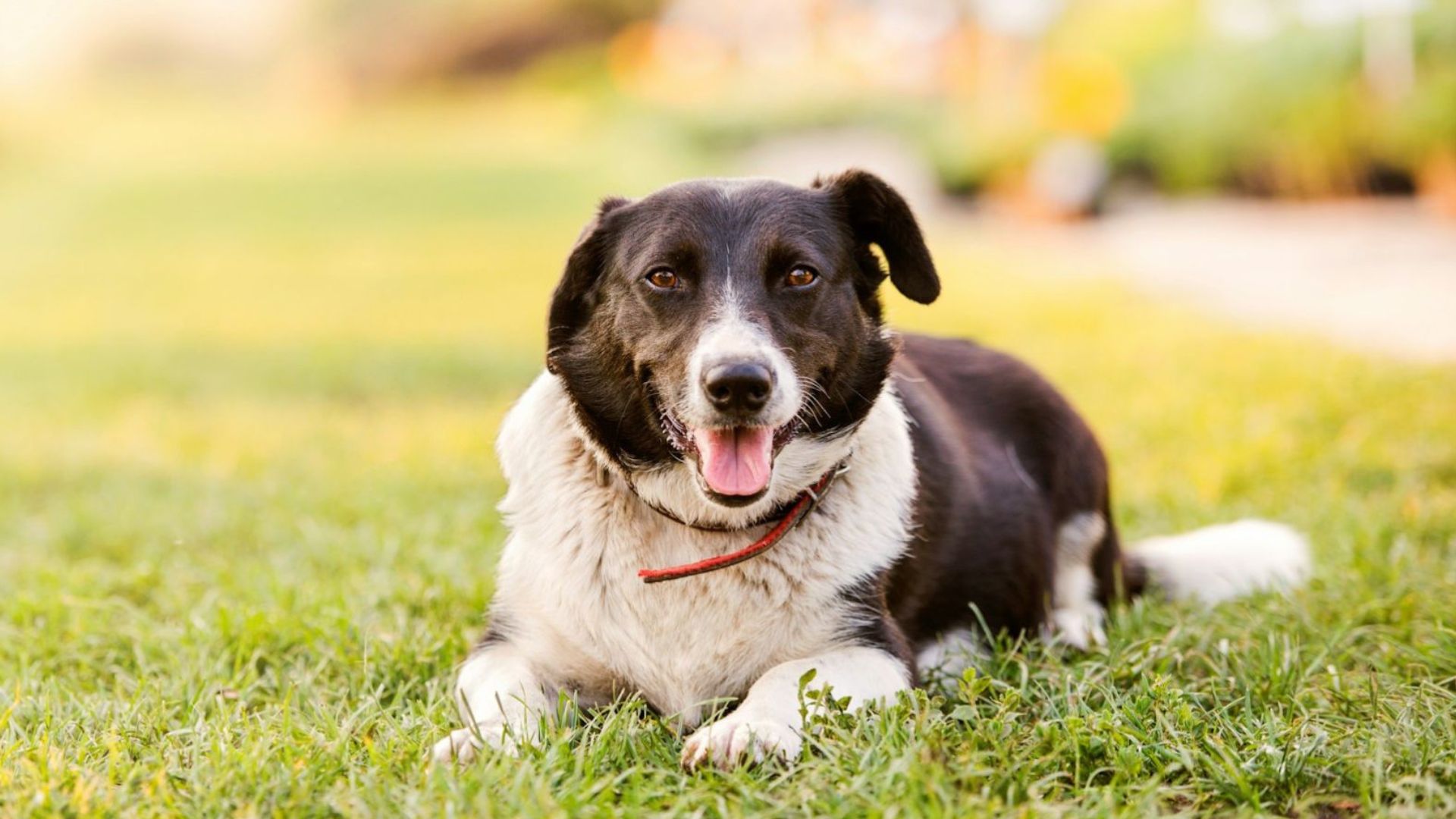 A black and white dog comfortably lying on vibrant green grass