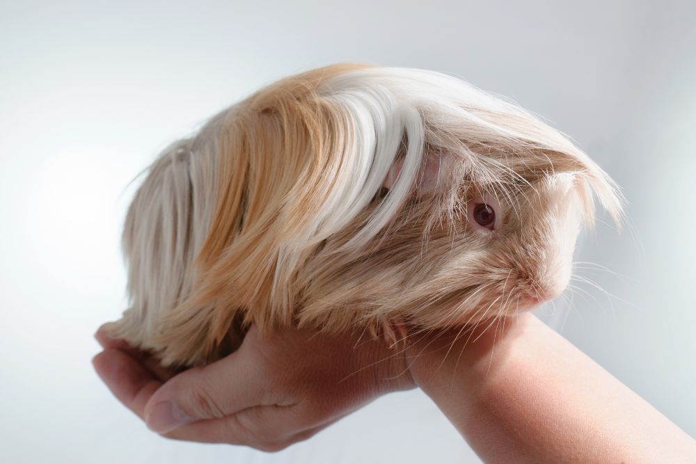 A person gently brushes a dog's teeth with a toothbrush