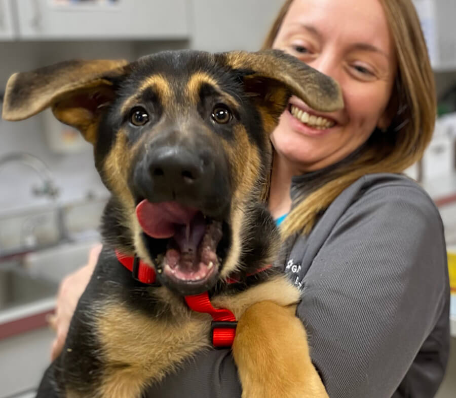 vet hold puppy and kitten 