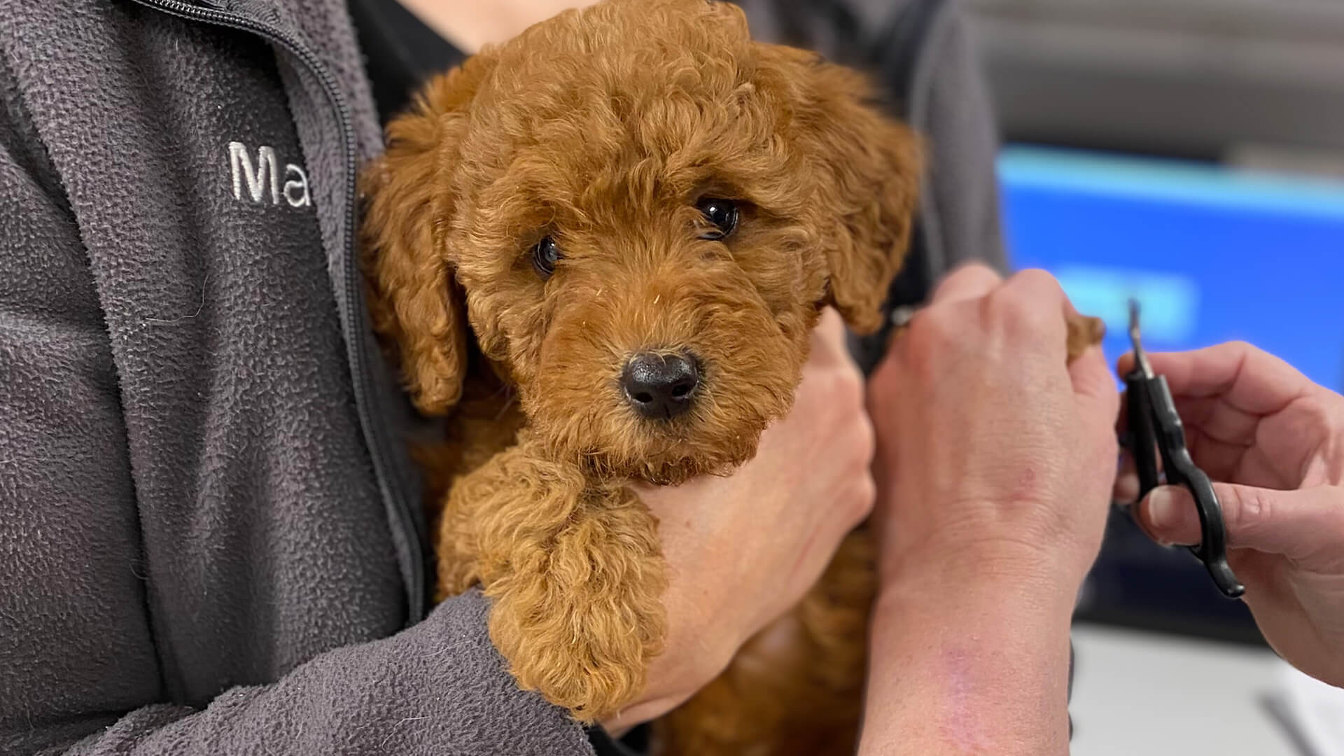 vets examining a dog and taking notes