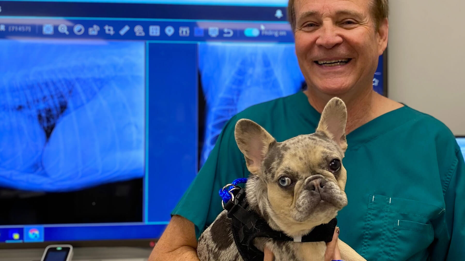 A vet pointing on pet X-ray